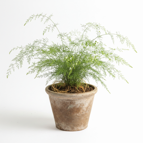 Satavari/kilavari/Satawari Healthy Herbal Plant