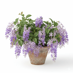 Sandpaper Vine/Nilmoni Lata Flower Healthy Plant