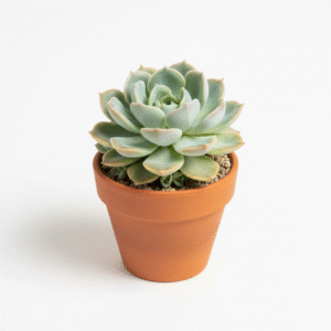 Moonglow Hybrid Echeveria Succulent Plant
