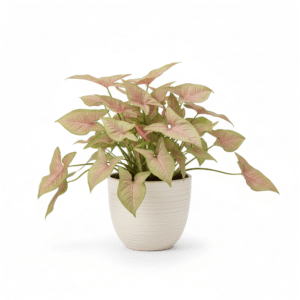 Syngolium Pink Color Leaf Plant