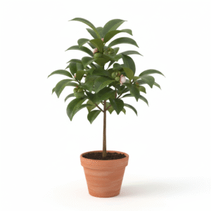 Mangosteen Hybrid Healthy Plant - Image 2