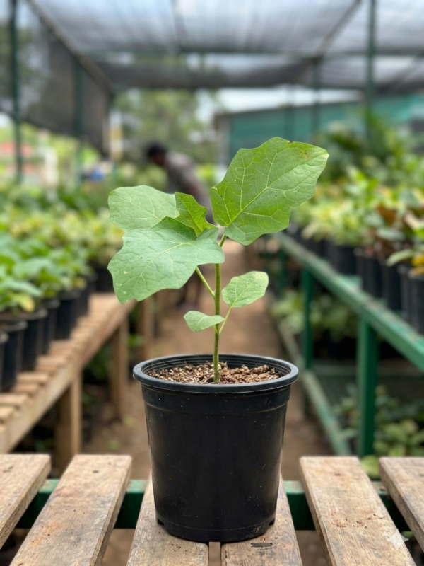 Usthikaya/Turkey Berry/Kundene Kayi Healthy Herbal Plant