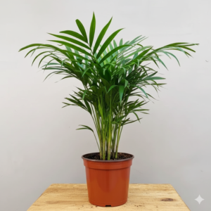 Areca Palm Healthy Live Plant - Image 2
