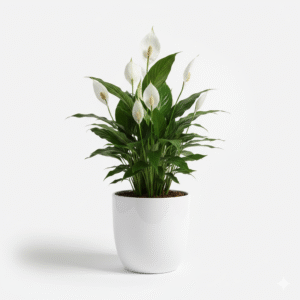 Peace Lily Plant Sapling
