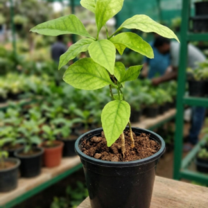 Bael/bilva live herbal plant - Image 3