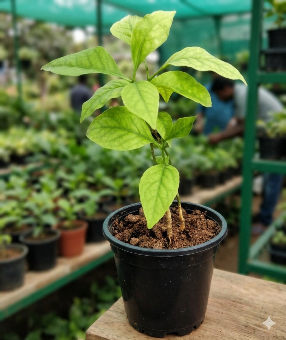 Bael/bilva live herbal plant - Image 3