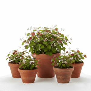 poonarva plant benefits