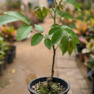 Akhrot/Walnut Grafted 1-2Foot Longer Healthy Live Plant - Image 3