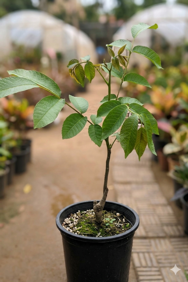 Akhrot/Walnut Grafted 1-2Foot Longer Healthy Live Plant