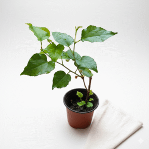Mulbery/Shahtut Healthy Fruit Plant - Image 2