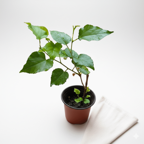 Mulbery/Shahtut Healthy Fruit Plant