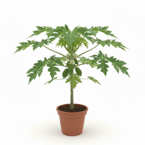 Hybrid Papaya Healthy Plant