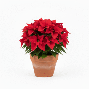 Poinsettia Flower Healthy Plant