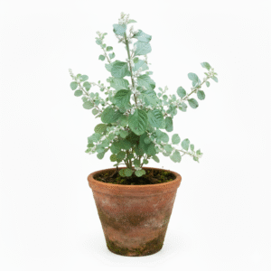 Gorakshaganja/Gorakhbuti/Cherula/Shiru-Pulai/Kapuri-Madhuri Herbal Plant