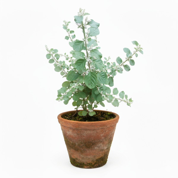Gorakshaganja/Gorakhbuti/Cherula/Shiru-Pulai/Kapuri-Madhuri Herbal Plant