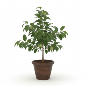 Akhrot/Walnut Grafted Live Plant