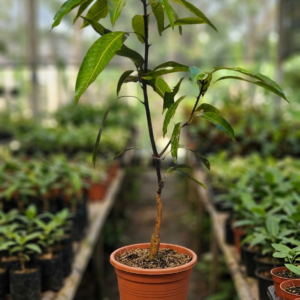 Alphanso Grafted Mango 1-2Foot Longer Healthy Plant - Image 3