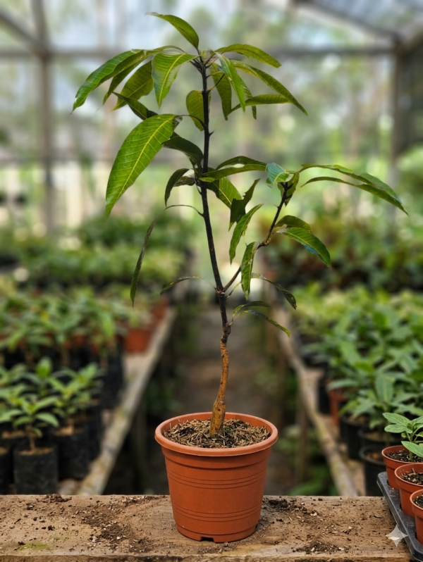 Alphanso Grafted Mango 1-2Foot Longer Healthy Plant
