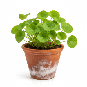 Gotu Kola/Karivana/Ondelaga/Vallarai Herbal Live plant