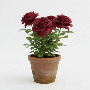 Grafted Rose Flowers Healthy Live Plant - Image 7