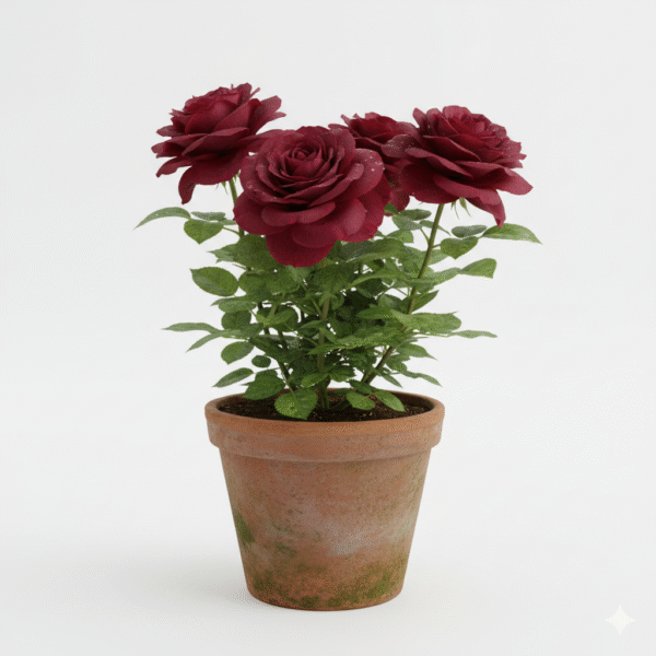 Grafted Rose Flowers Healthy Live Plant