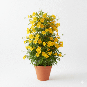 Trumpet Creeping Vine Flower Plant