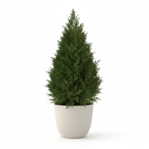 Thuja Oriental Live Plant