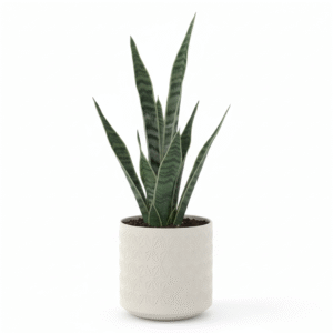 Sansevieria Zeylanica Green Snake Plant