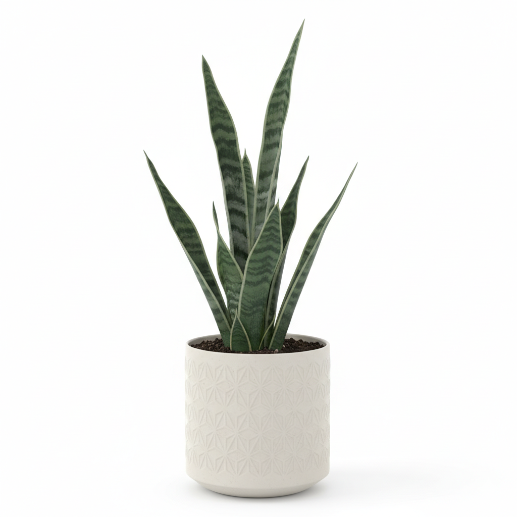 Sansevieria Zeylanica Green Snake Plant