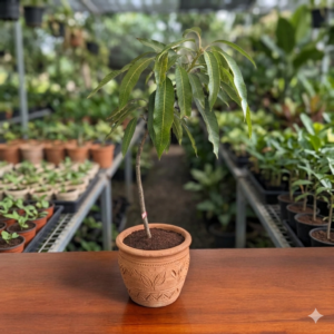 Miyazaki Grafted Mango 1-2Foot Longer Healthy Plant - Image 2