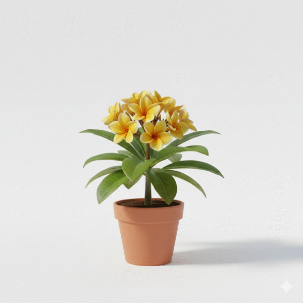 Plumeria Champa Flower Healthy Plant