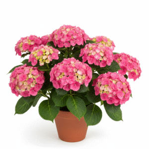 Hydrangea Macrophylla Flower Healthy Plant