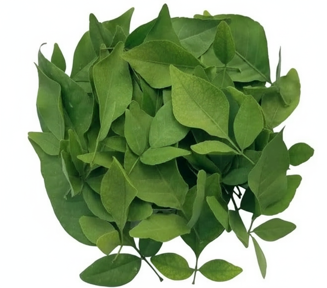 Green Fresh Cut Bael/Bilva plant Leaves