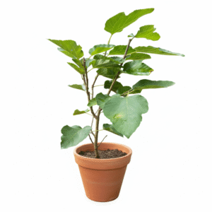 Long Hybrid Mulbery Plant - Image 2