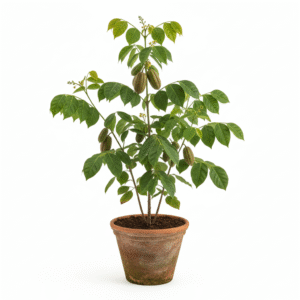 Haritaki/Kadukkai/Hirda/Hard Herbal Live Plant