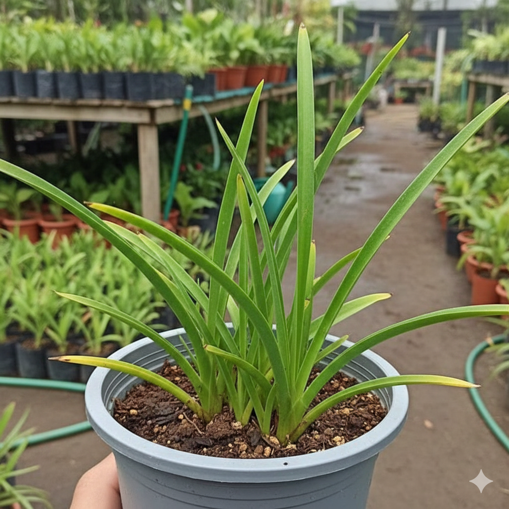 Tuberose/Rajnigandha Flower Healthy Plant - Image 3