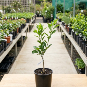 Nagpur Sweet Orange Grafted Plant - Image 3
