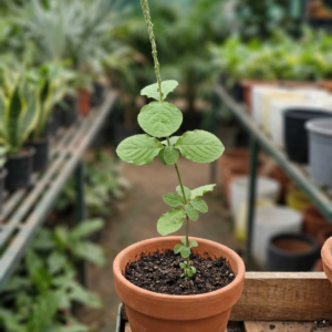 Chirchira/Latjira/Apamarg/Puthkanda Herbal Live Plant - Image 3
