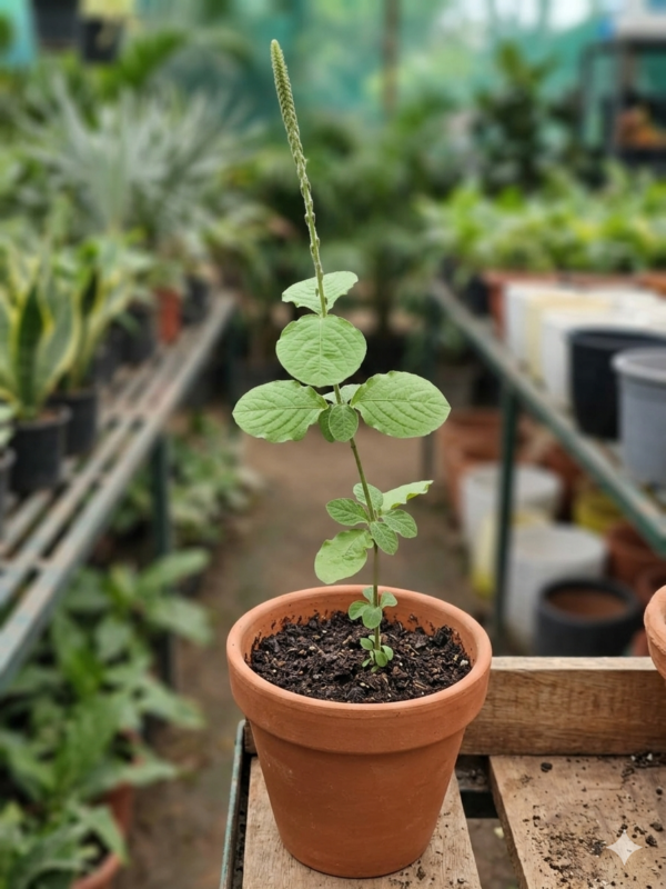 Chirchira/Latjira/Apamarg/Puthkanda Herbal Live Plant
