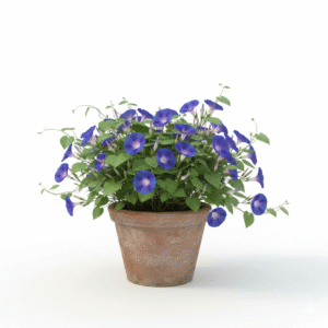 Morning Glory Flowering Vine Healthy Plant - Image 3