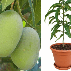 Langra Mango Grafted Plant - Image 2