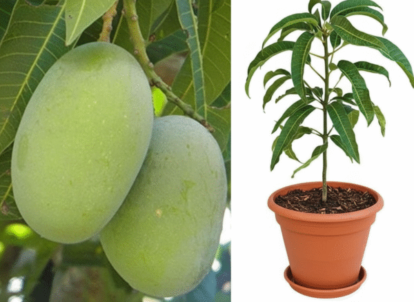 Langra Mango Grafted Plant