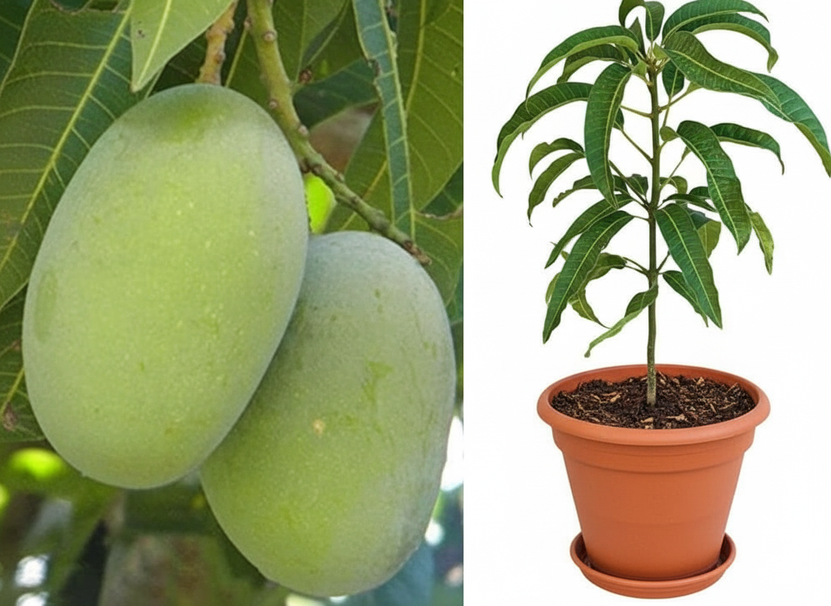 Langra Mango Grafted Plant - Image 2