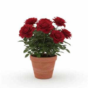 Grafted Rose Flowers Healthy Live Plant - Image 3