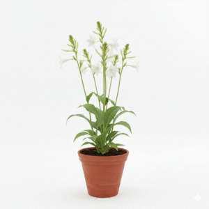 Tuberose/Rajnigandha Flower Healthy Plant