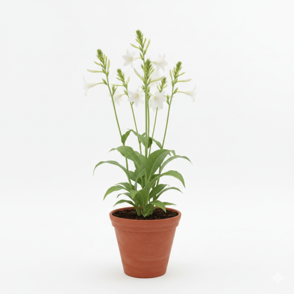 Tuberose/Rajnigandha Flower Healthy Plant
