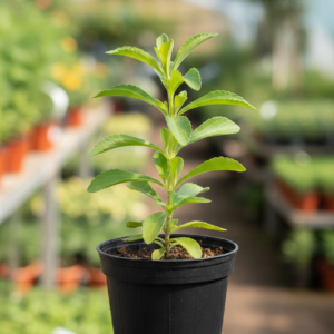 Stevia Natural Sweetner Live Plant - Image 3