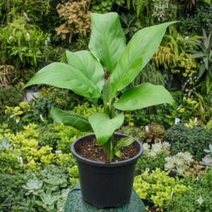 Peace Lily Flower Healthy Plant - Image 2
