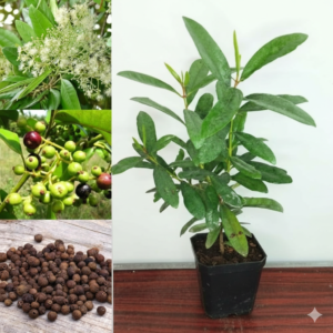 All Spice/Sarvasungandhi Spice Herbal Live Plant - Image 3