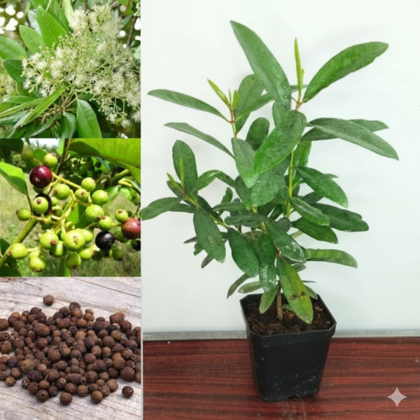 All Spice/Sarvasungandhi Spice Herbal Live Plant